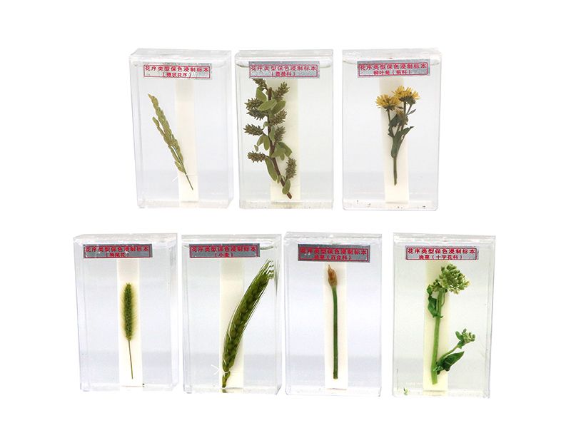 花序类型保色浸制标本