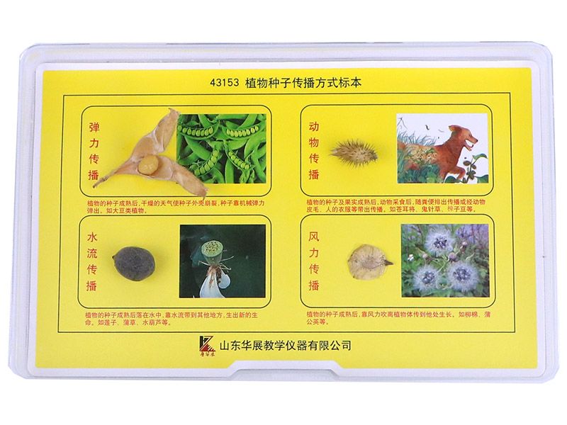 植物种子传播方式标本