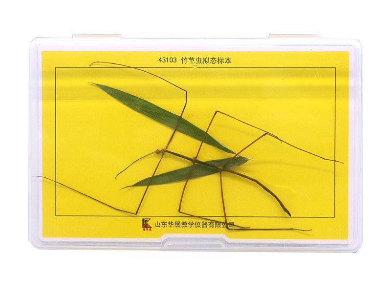 竹节虫拟态标本