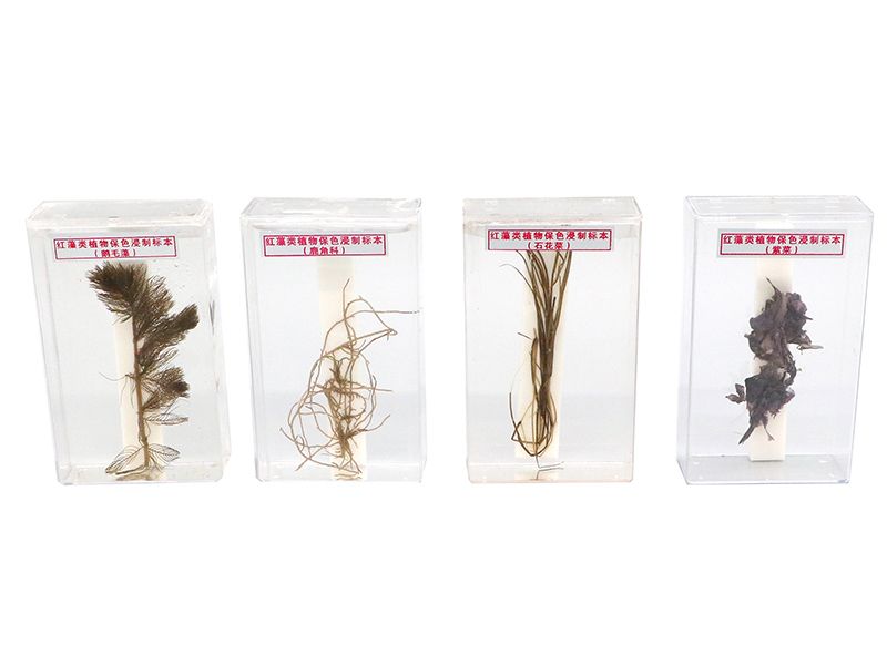 褐藻类植物保色浸制标本