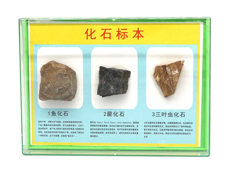 化石标本
