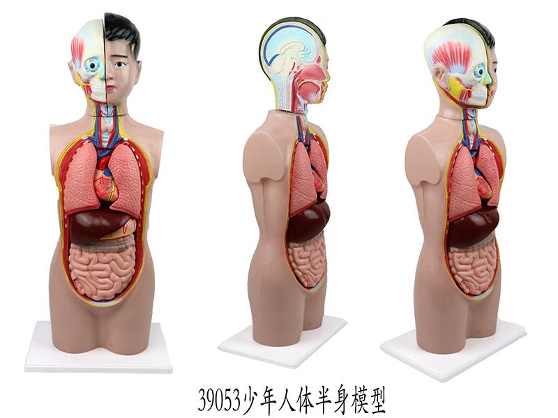 少年人体半身模型