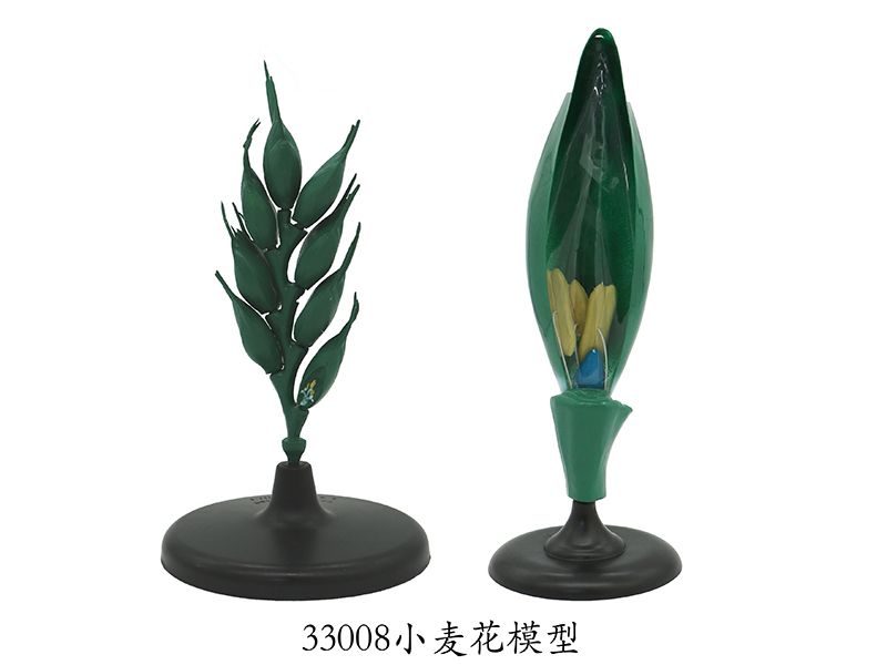 小麦花模型